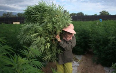 Posgrado | Preinscripciones para la 2ºCohorte de la Diplomatura Superior en Producción e Industrialización de Cannabis para usos medicinales e industriales