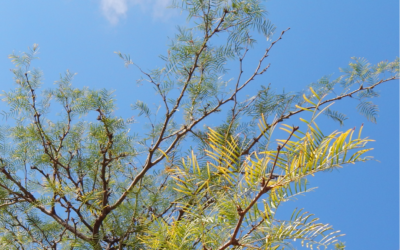 Convocatoria a presentación de Póster: 7º edición de la “Semana del algarrobo”