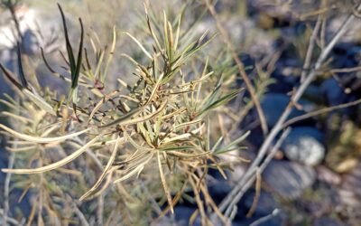 Investigación | Seminario de Divulgación Científica