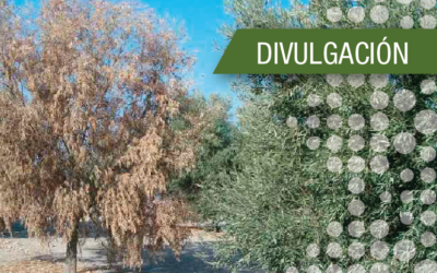 Investigación | Ciclo de Seminarios IAMRA