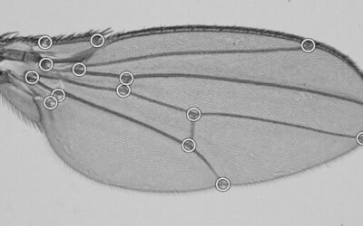 Curso| Herramientas para el Análisis de Datos Morfológicos