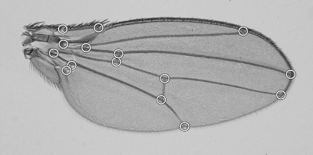 Curso| Herramientas para el Análisis de Datos Morfológicos