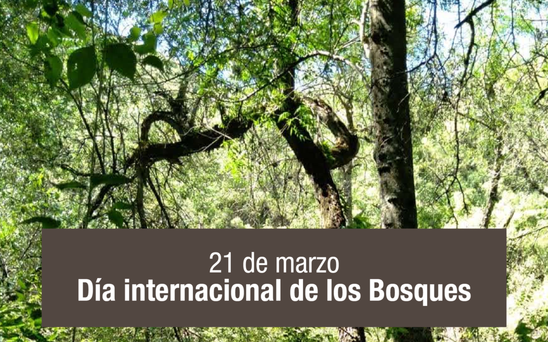 Efemérides IAMRA | Dia Internacional de los Bosques