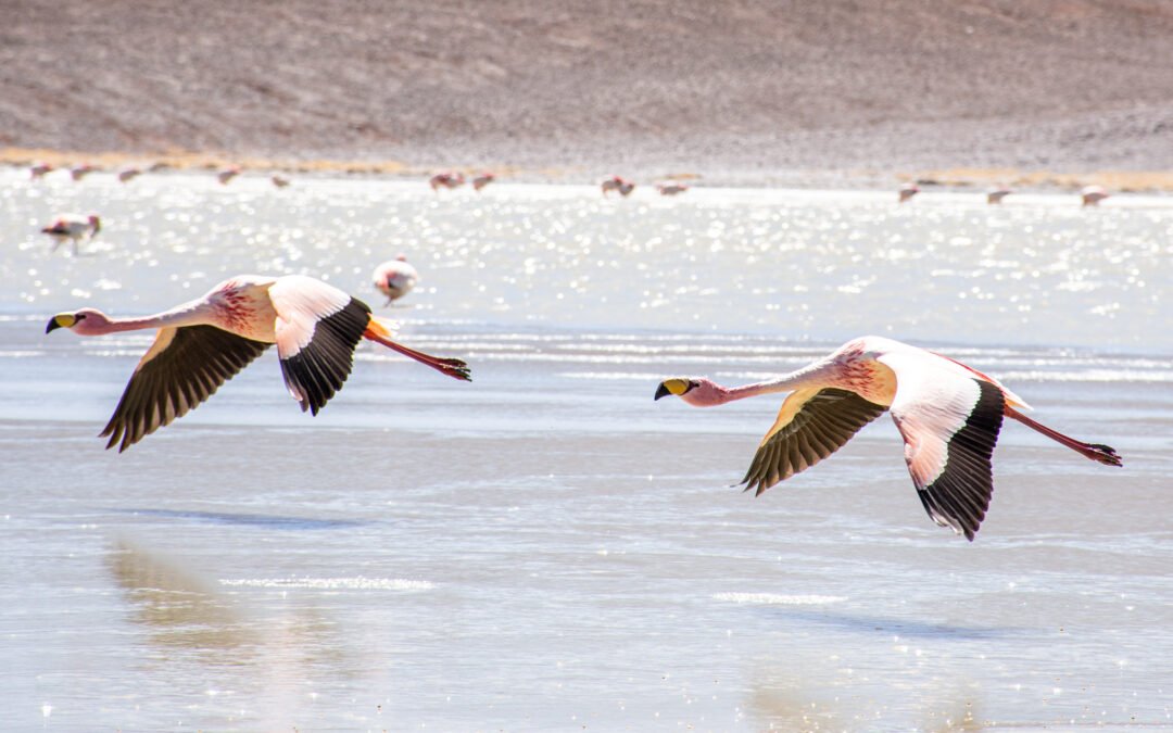 La UNdeC impulsa una capacitación docente sobre educación ambiental y conservación de aves migratorias en Laguna Brava
