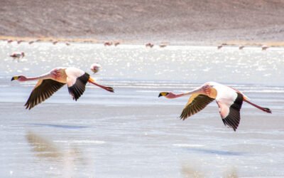 La UNdeC impulsa una capacitación docente sobre educación ambiental y conservación de aves migratorias en Laguna Brava