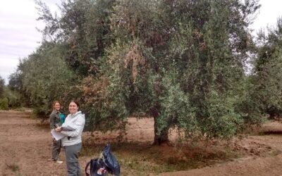 Convocatoria a productores olivícolas para proyecto de investigación sobre “Rama Seca”