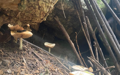 EFEMÉRIDES IAMRA | Día de la Micología  