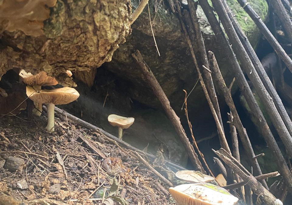 EFEMÉRIDES IAMRA | Día de la Micología  