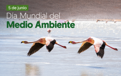 INVESTIGACIÓN |  Día Mundial del Medio Ambiente